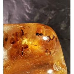 Copal de Madagascar - pièce unique avec des insectes 2 -  2ème chakra